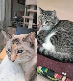 A senior medium-sized female Blue Point Domestic Short Hair cat named Phoebe & Harley for adoption in Encinitas, CA