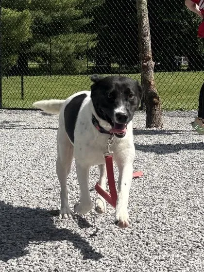 An adult large-sized female Mixed Breed dog named Phoebe for adoption in Cincinnati, OH