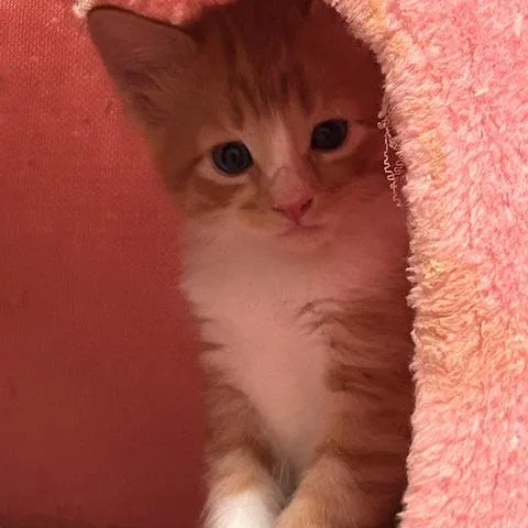 A baby small-sized male Orange / Red Domestic Short Hair cat named Marmalade for adoption in League City, TX