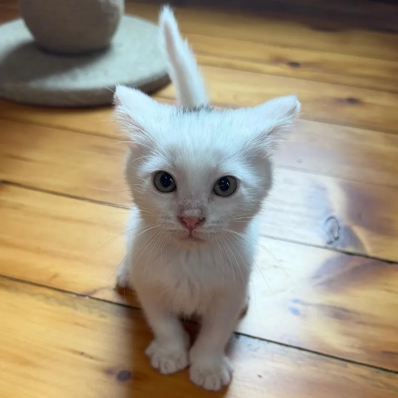 A baby small-sized male White Domestic Short Hair cat named Tom Baker for adoption in Granville, OH