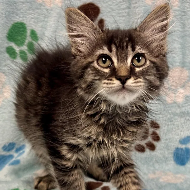 A baby small-sized male Brown / Chocolate Domestic Medium Hair cat named Lord Zedd for adoption in St Joseph, MO