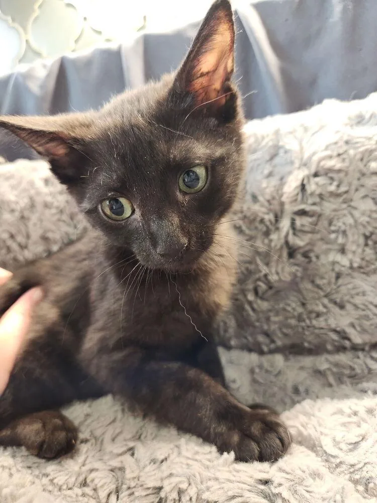 A baby small-sized male Domestic Short Hair cat named Boomhauer for adoption in Dallas, TX