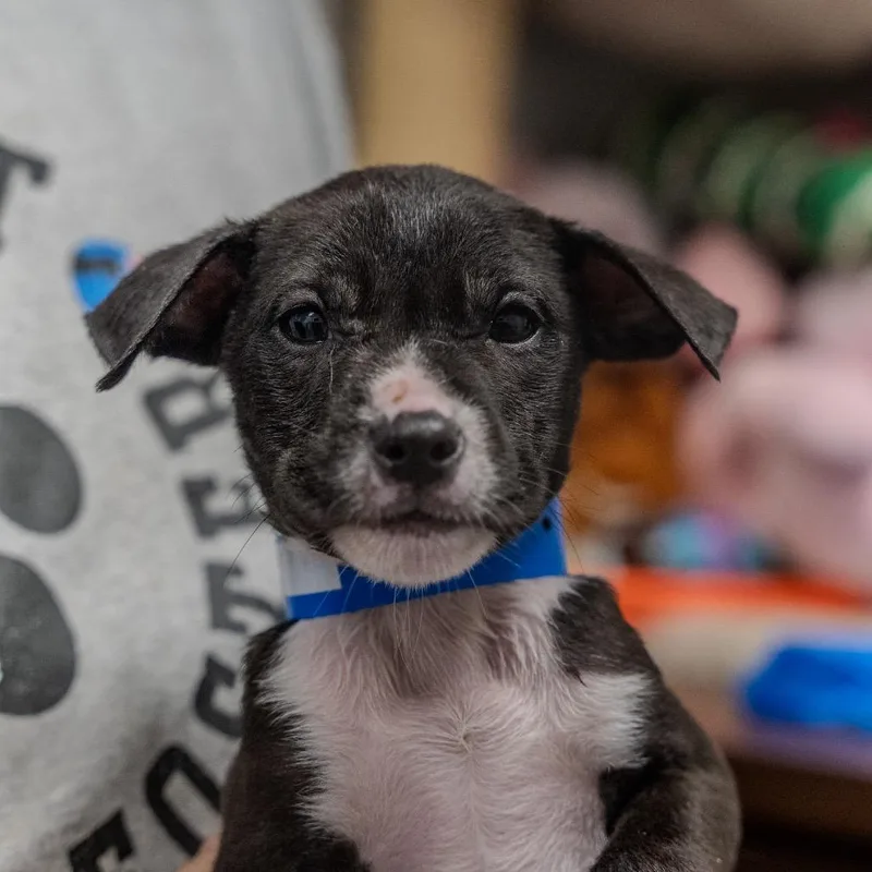 A baby medium-sized male Black Labrador Retriever dog named Milo for adoption in Pawling, NY