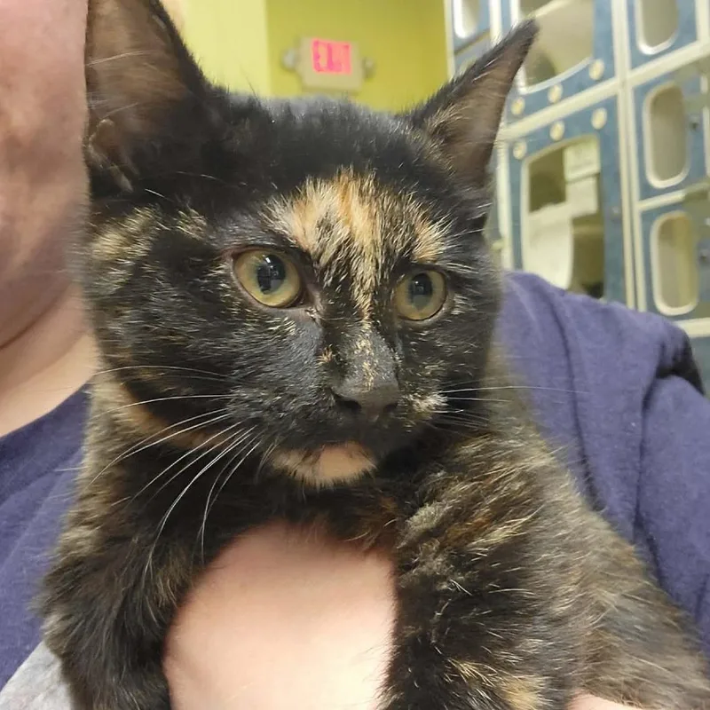 A baby small-sized female Tortoiseshell Domestic Short Hair cat named Alora for adoption in Columbia, MO