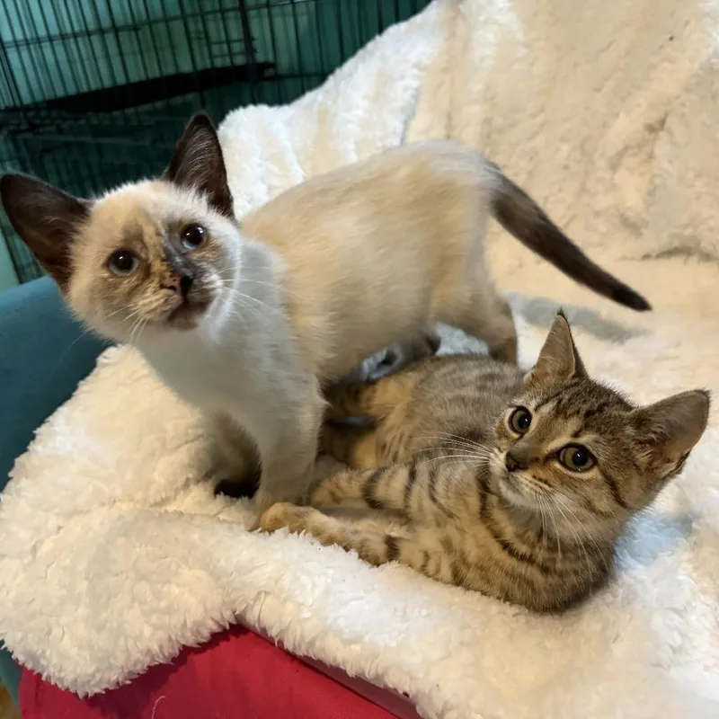 A baby small-sized female Torbie Domestic Short Hair cat named Quinn for adoption in Lexington, KY