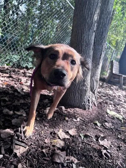 An adult large-sized female Mixed Breed dog named Rae for adoption in Hobart, IN