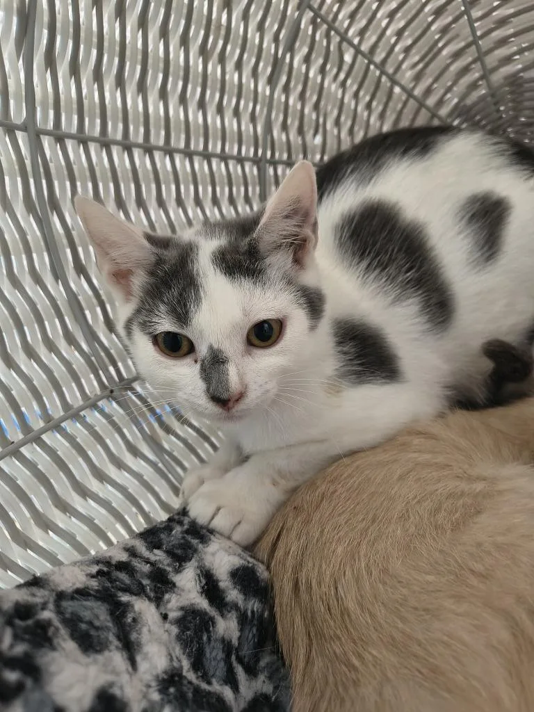 A baby medium-sized male Domestic Short Hair cat named Curly for adoption in Athens, TN