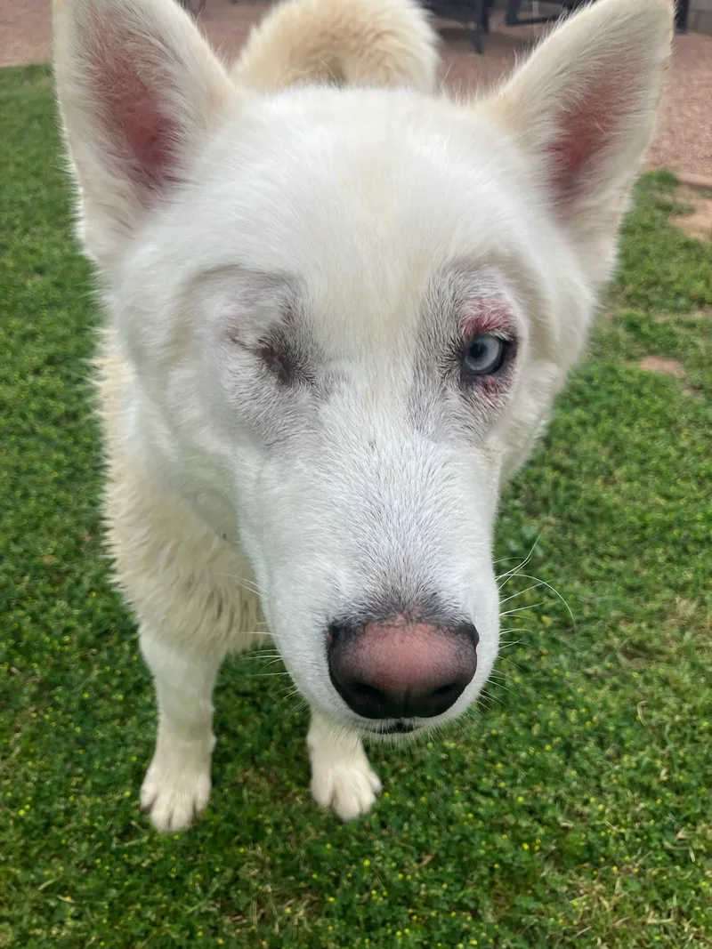 Corvinus thumbnail 2