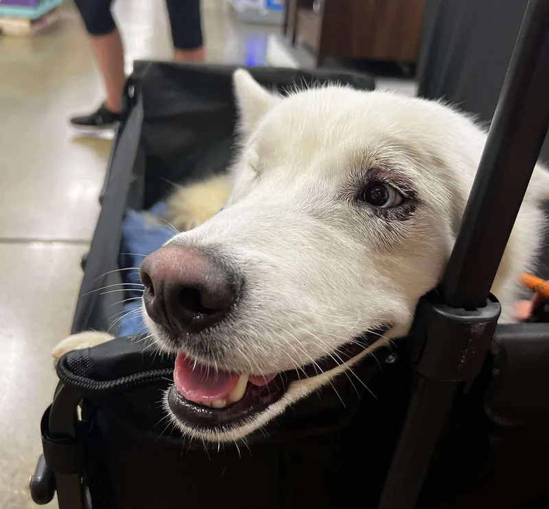 Corvinus thumbnail 3