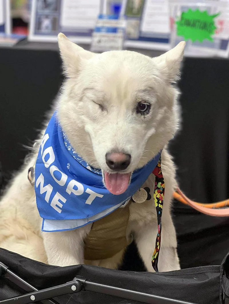 Corvinus thumbnail 4