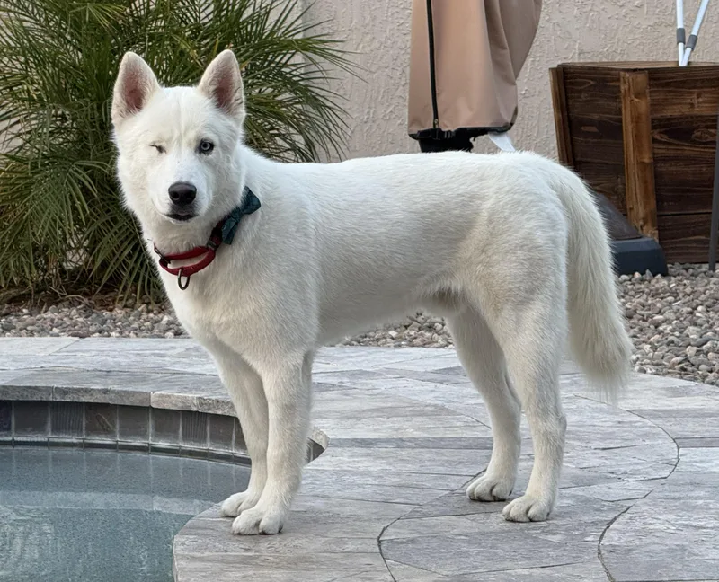 Corvinus thumbnail 5