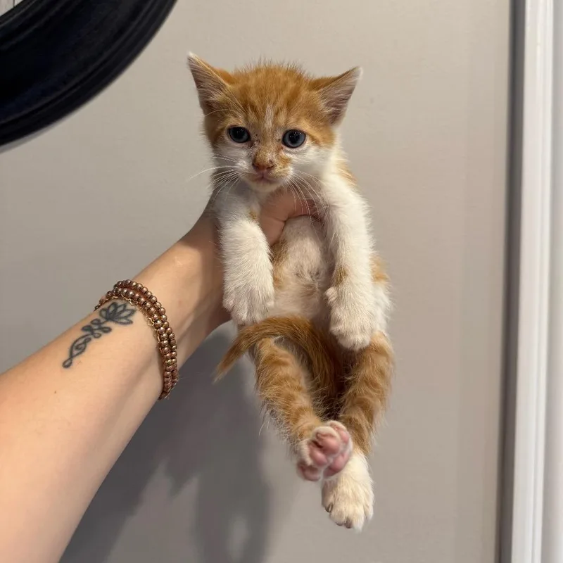 A baby medium-sized male Orange & White Domestic Short Hair cat named Kion for adoption in Chattanooga, TN