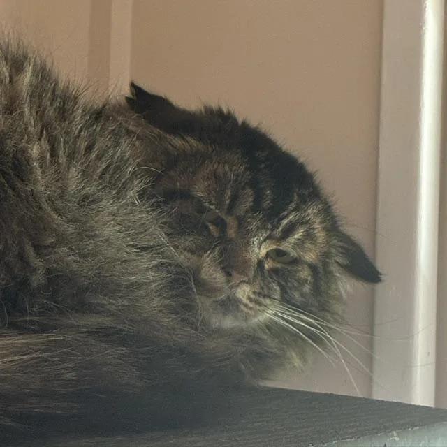 An adult medium-sized male Domestic Medium Hair cat named Rufio for adoption in Santa Fe, NM