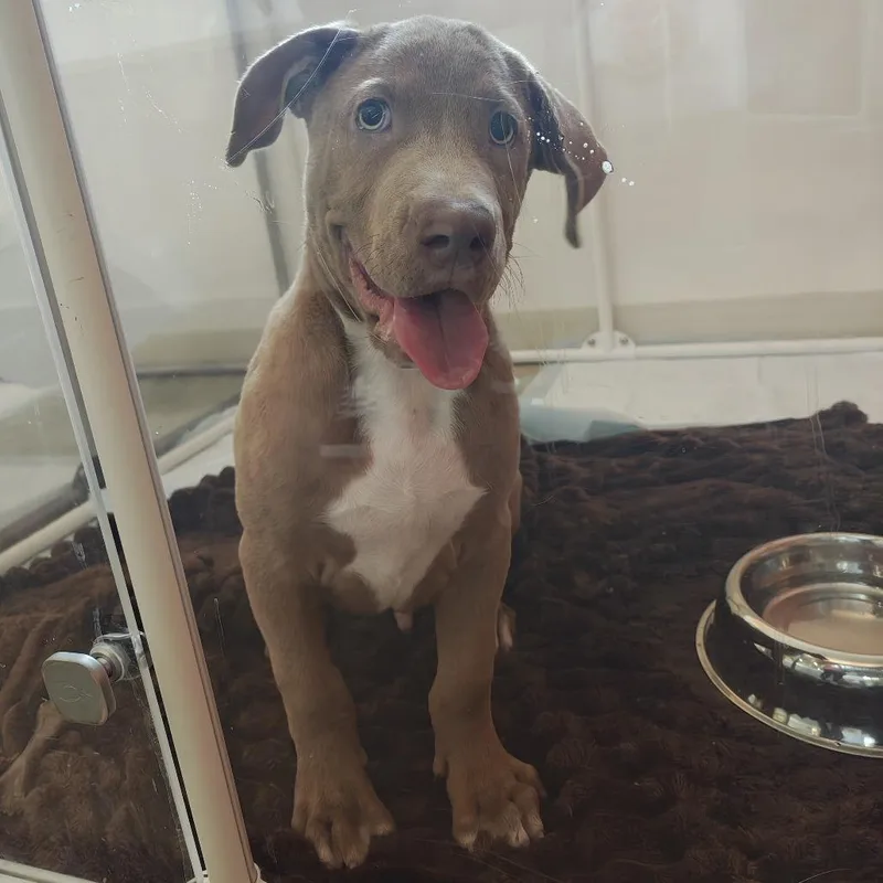 A baby medium-sized male Red / Chestnut / Orange Mixed Breed dog named Scooby for adoption in Bentonville, AR