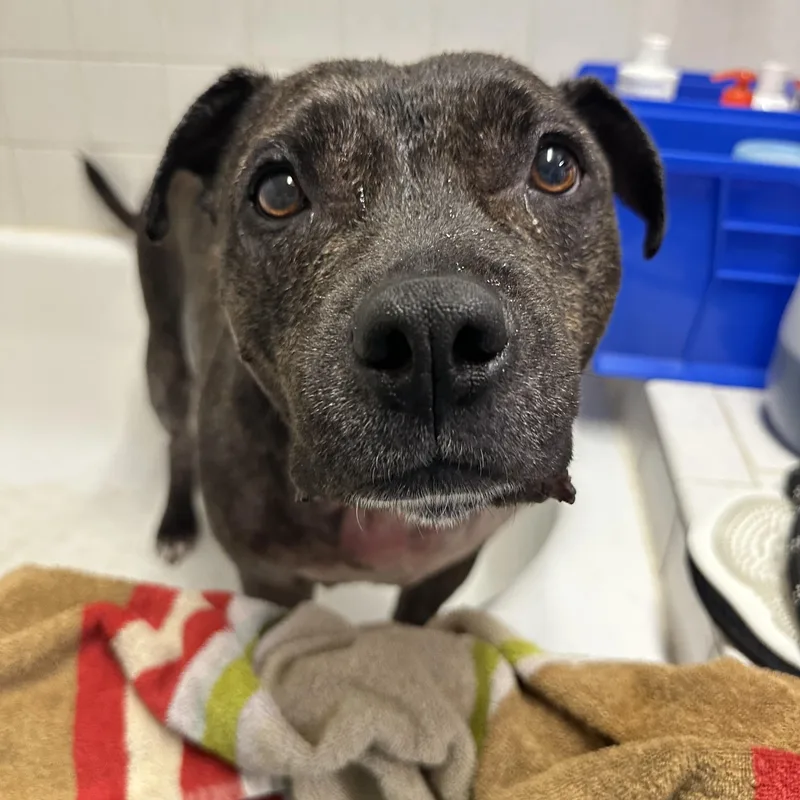 An adult medium-sized female Mixed Breed dog named Betty for adoption in New Port Richey, FL