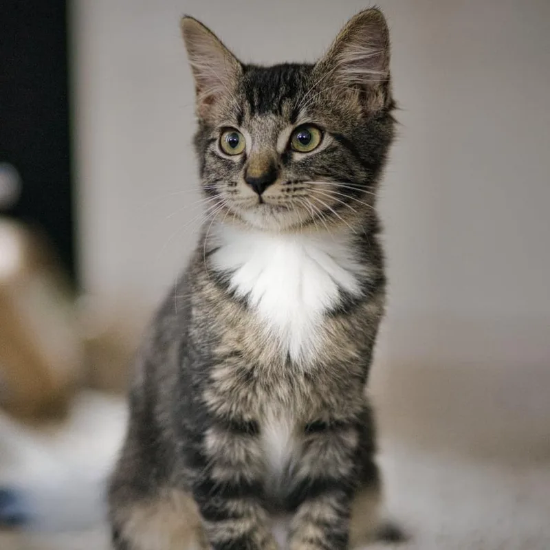 A baby small-sized female Domestic Long Hair cat named Lili for adoption in Houston, TX