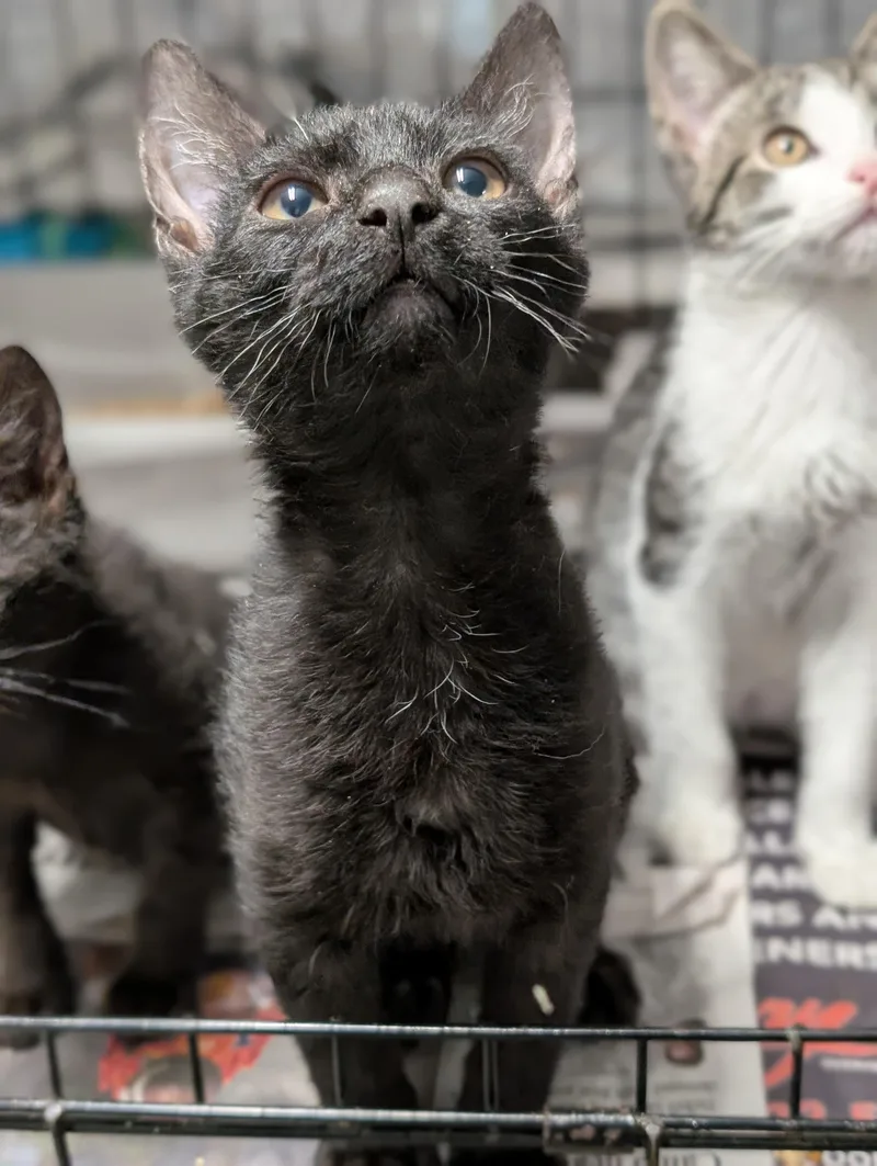 A baby medium-sized male Black Domestic Short Hair cat named Anthony for adoption in Tilton, IL