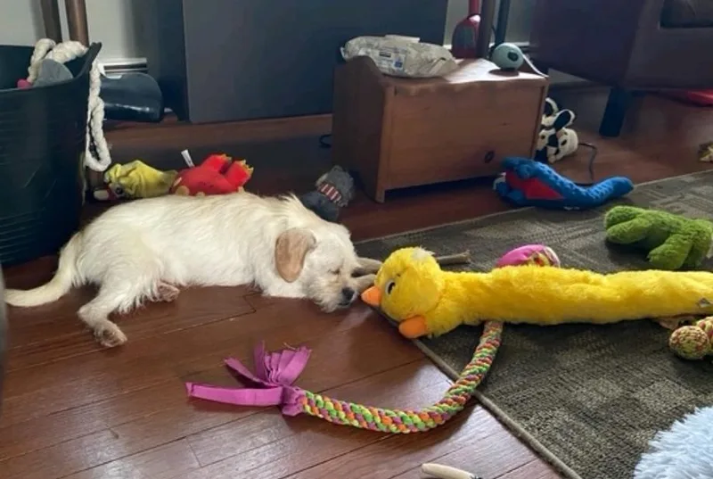 Mr Scruffy thumbnail 3