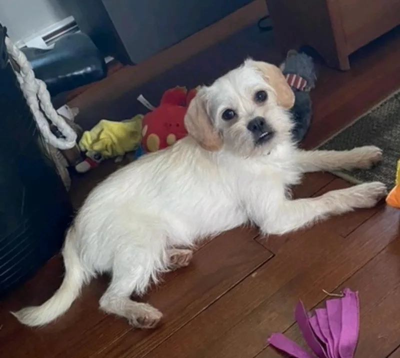 Mr Scruffy thumbnail 4