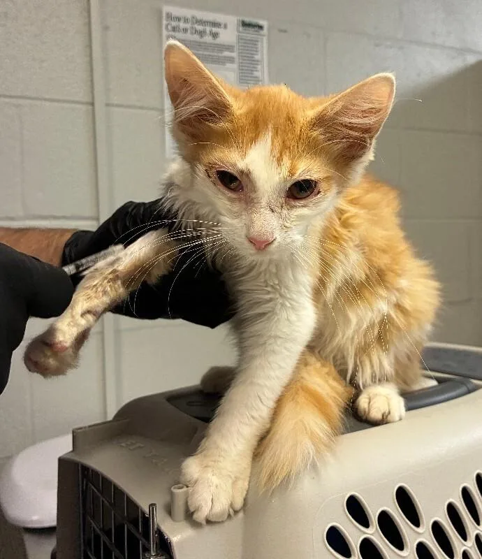 A young small-sized male White Domestic Short Hair cat named Fluffernutter for adoption in Cincinnati, OH