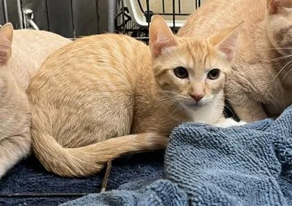 A baby small-sized female Tabby (Orange / Red) Domestic Short Hair cat named Baby Bella for adoption in Harlingen, TX