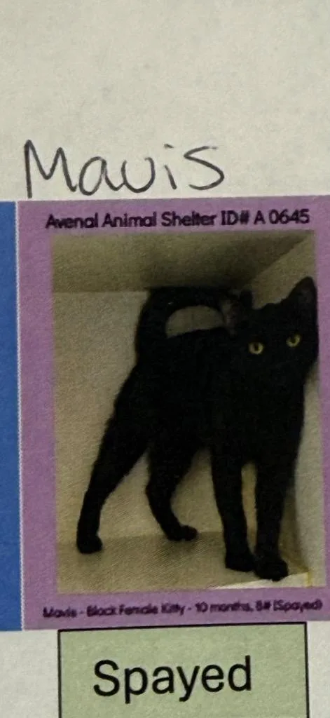 A baby small-sized female Domestic Short Hair cat named Mavis for adoption in Thousand Oaks, CA