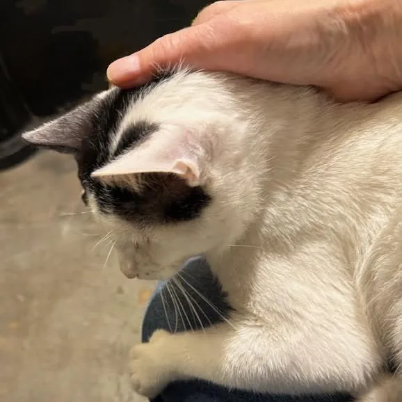 Frosty The Snow Cat thumbnail 2