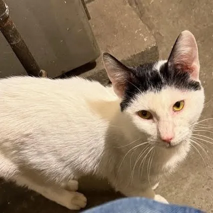 Frosty The Snow Cat thumbnail 3