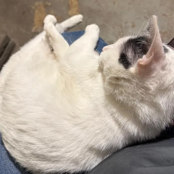 Frosty The Snow Cat thumbnail 4