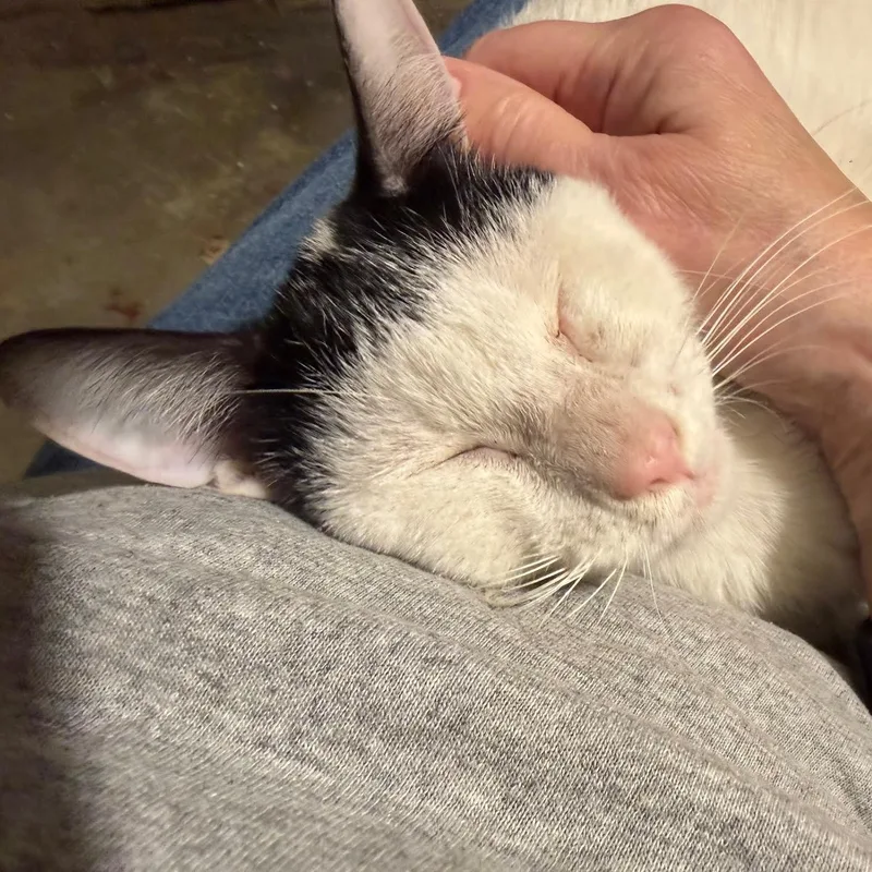 Frosty The Snow Cat thumbnail 6