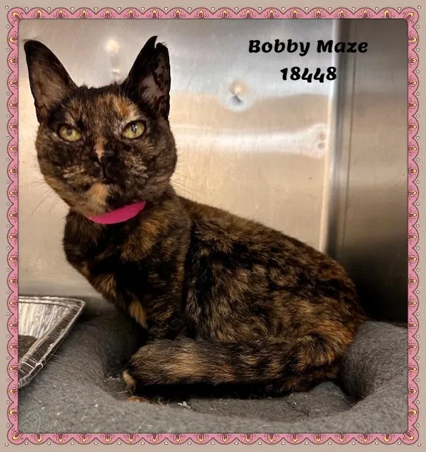 An adult medium-sized female Tortoiseshell Domestic Short Hair cat named Bobby Maze for adoption in Marietta, GA
