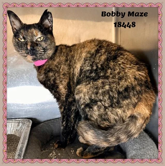 Bobby Maze thumbnail 2