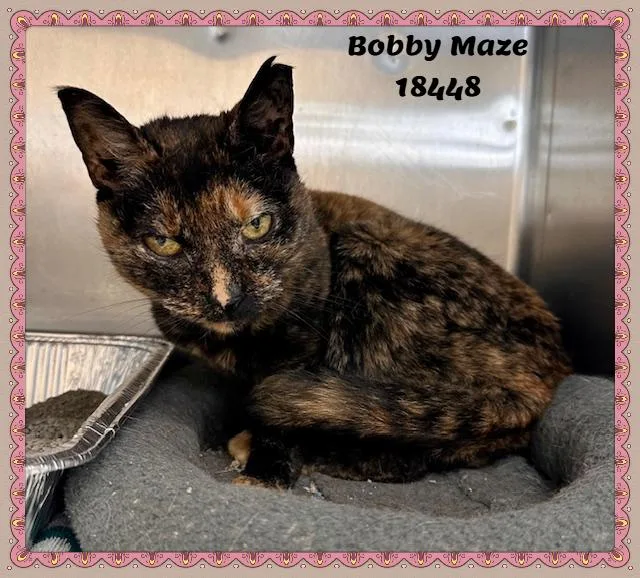 Bobby Maze thumbnail 3