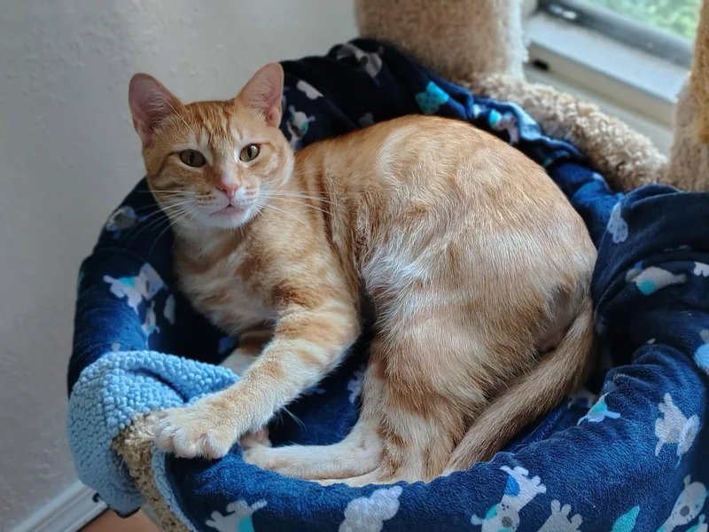 A young medium-sized male Orange / Red Domestic Short Hair cat named Cider for adoption in Dripping Springs, TX
