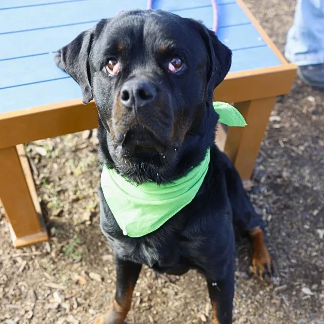 An adult large-sized male Rottweiler dog named Draco for adoption in San Antonio, TX