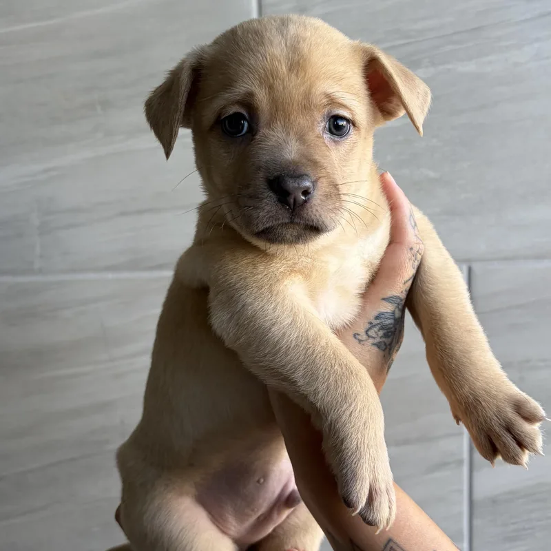A baby medium-sized male Mixed Breed dog named Vans for adoption in Henderson, NV