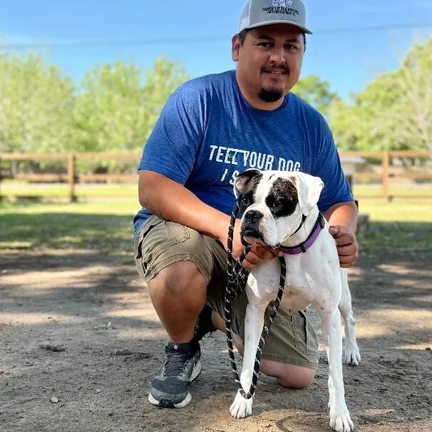 A young medium-sized female White / Cream Boxer dog named Mia Rae Wiggles for adoption in Friendswood, TX