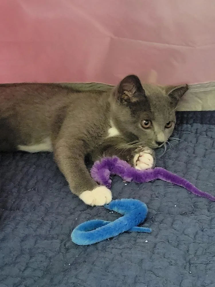 A baby small-sized female Gray & White Domestic Short Hair cat named Quinn for adoption in Salisbury, NC