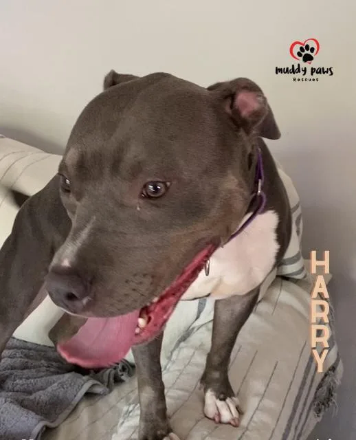 Harry Aka Potter:  thumbnail 4