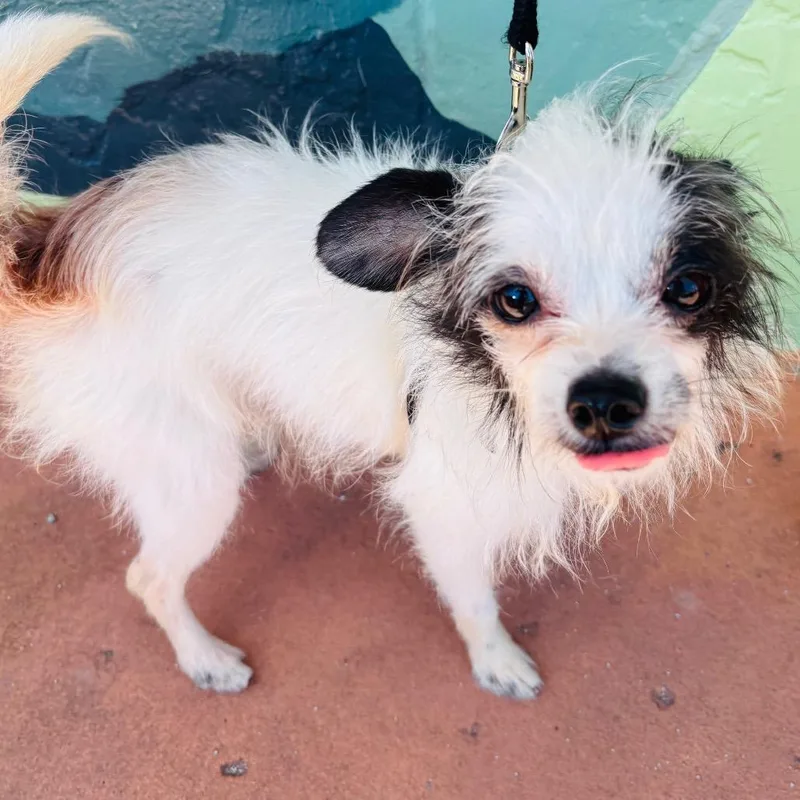 A senior small-sized male White / Cream Chihuahua dog named Javier for adoption in Fort Lauderdale, FL