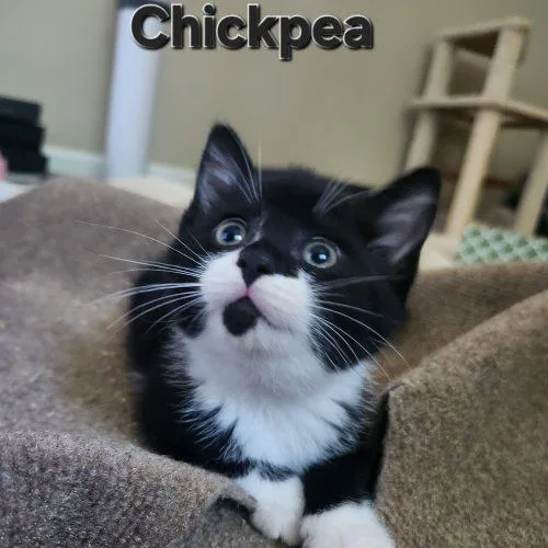 Chickpea thumbnail 2