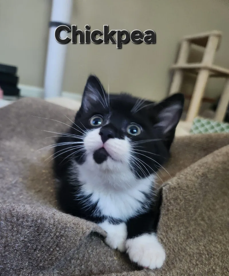 Chickpea thumbnail 3