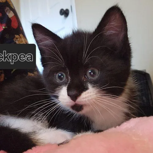 Chickpea thumbnail 4