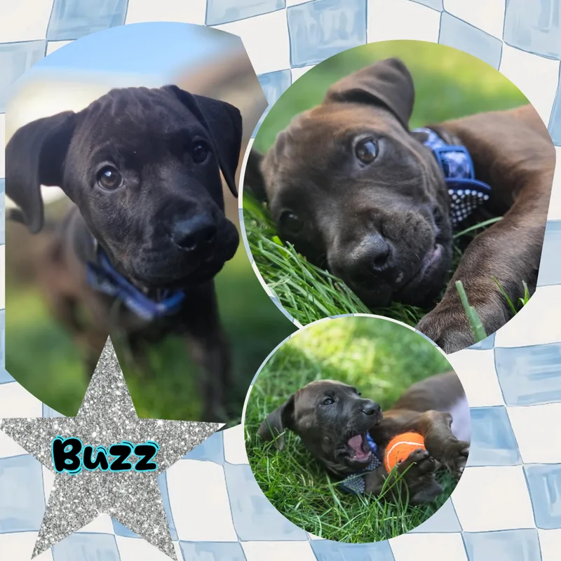 Buzz thumbnail 4