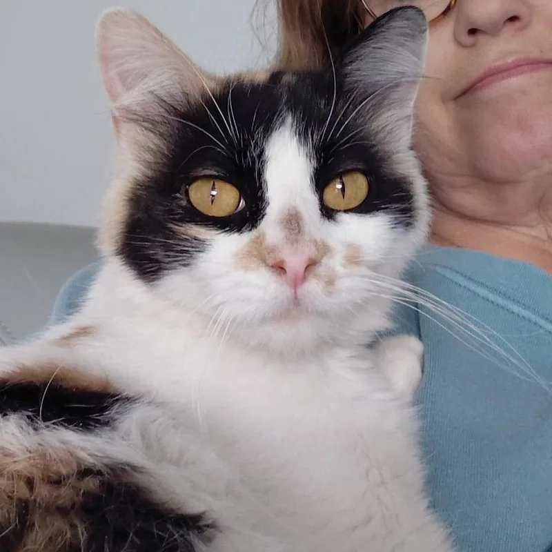 An adult small-sized female Domestic Long Hair cat named Aurora for adoption in Grantsville, UT