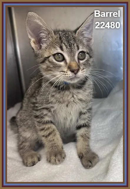 A baby medium-sized male Domestic Medium Hair cat named Barrel for adoption in Marietta, GA