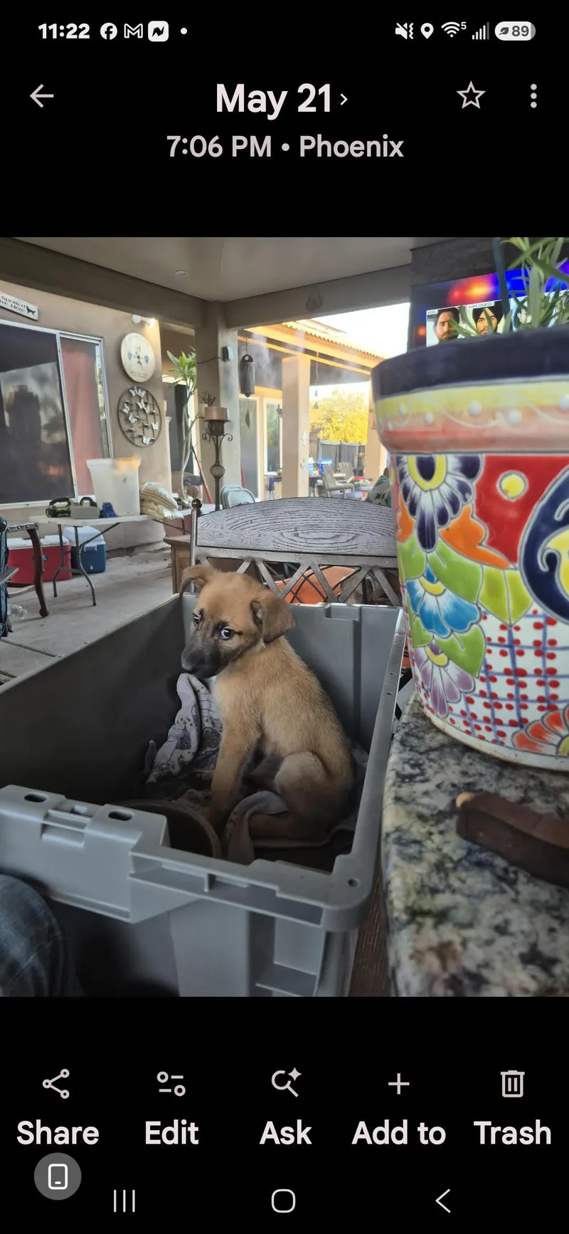 A baby small-sized male Apricot / Beige Mixed Breed dog named Reece for adoption in Cave Creek, AZ