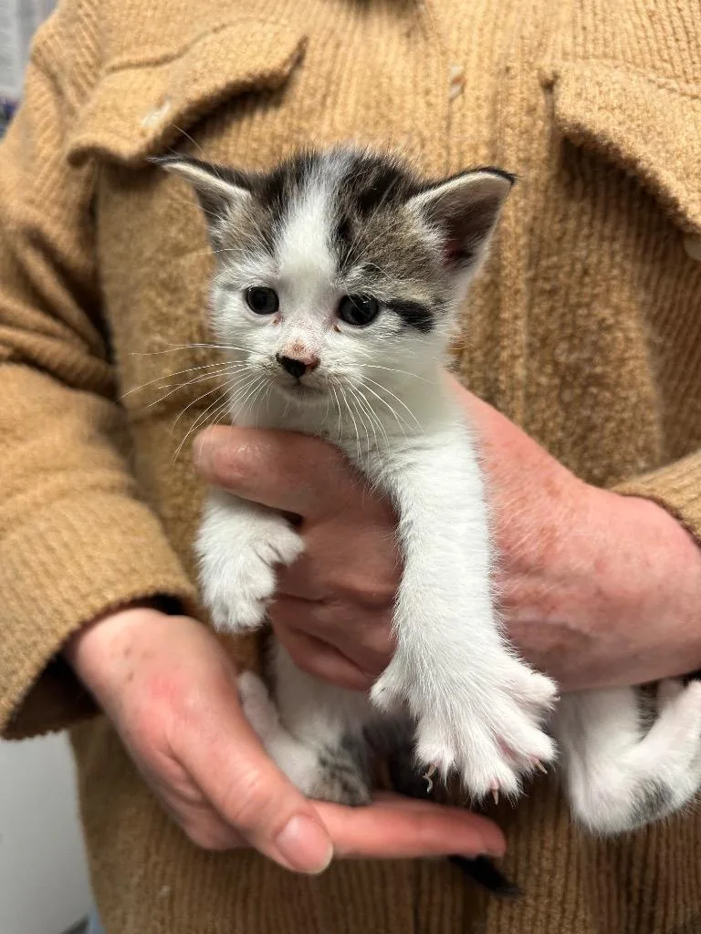 A baby small-sized female Domestic Short Hair cat named Greer for adoption in Ewing, NJ