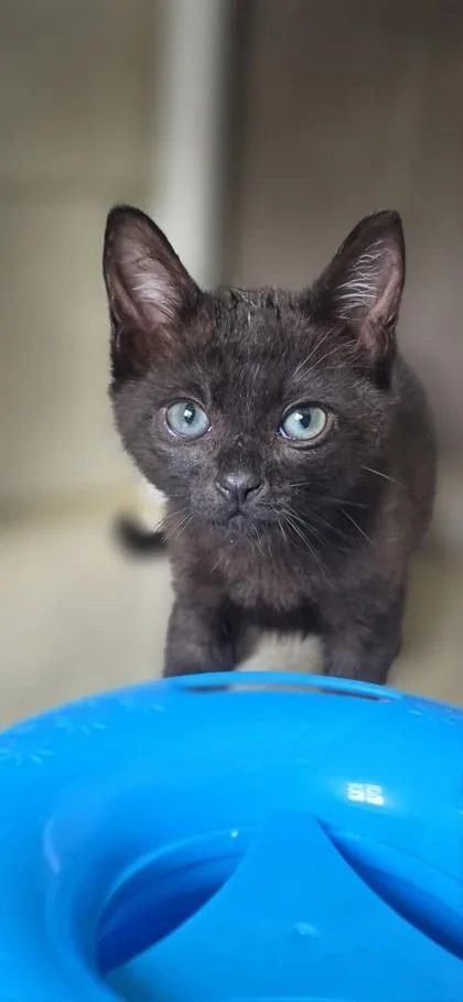 A baby small-sized female Domestic Short Hair cat named Olive for adoption in Honolulu, HI