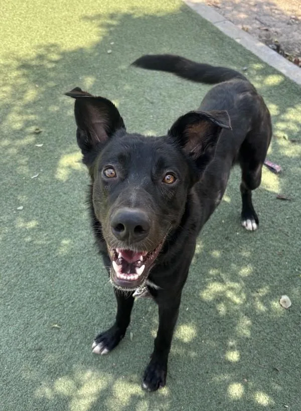 A young medium-sized male Labrador Retriever dog named Thunder for adoption in Oceanside, CA
